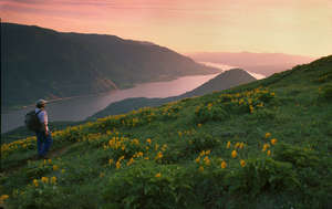Balsamroot on Dog Mtn., Columbia Gorge, Washington