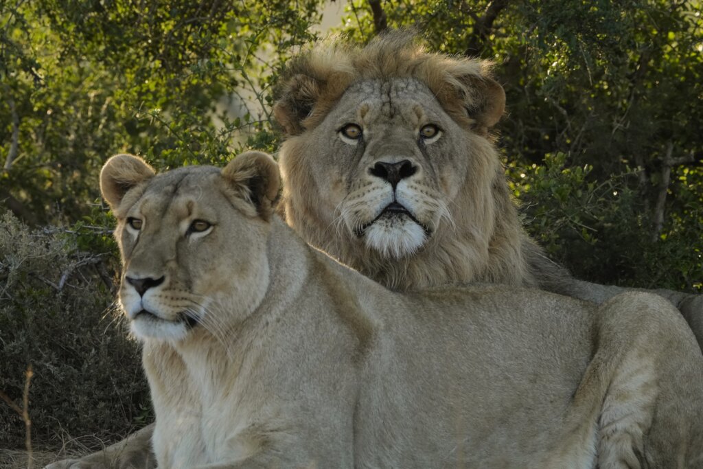 Born Free In Partnership With Shamwari