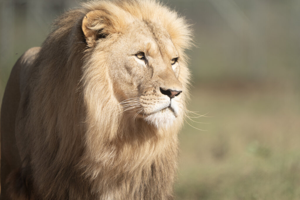 Born Free In Partnership With Shamwari