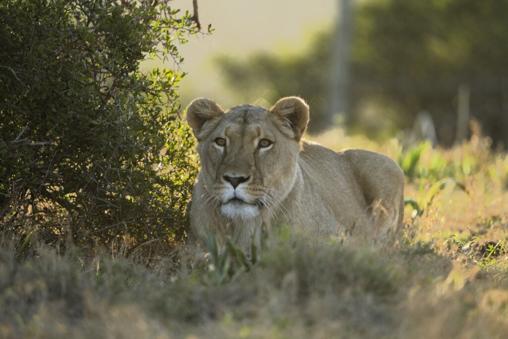 Born Free In Partnership With Shamwari