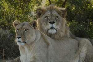 Ciam and Cersei