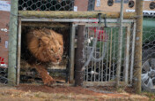 Born Free In Partnership With Shamwari