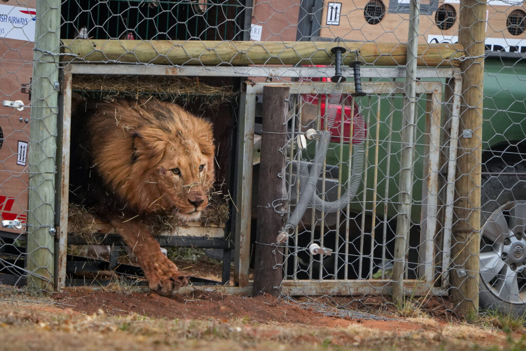 Born Free In Partnership With Shamwari