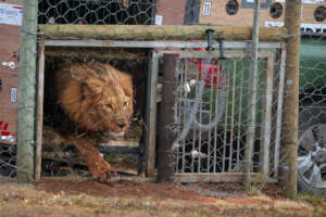 Born Free In Partnership With Shamwari