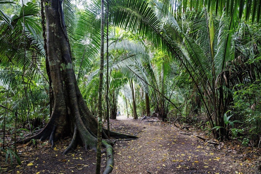 Preventing Wildfires: Protecting Belize's Forests