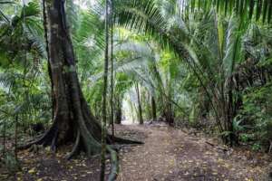 Tapir Mountain Nature Reserve