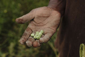 seeds of a different future