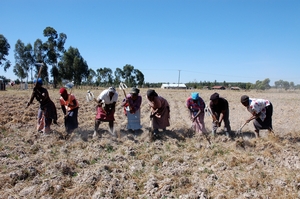 Mums preparing the land for planting