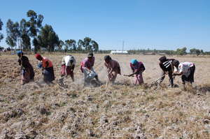 Mums farming