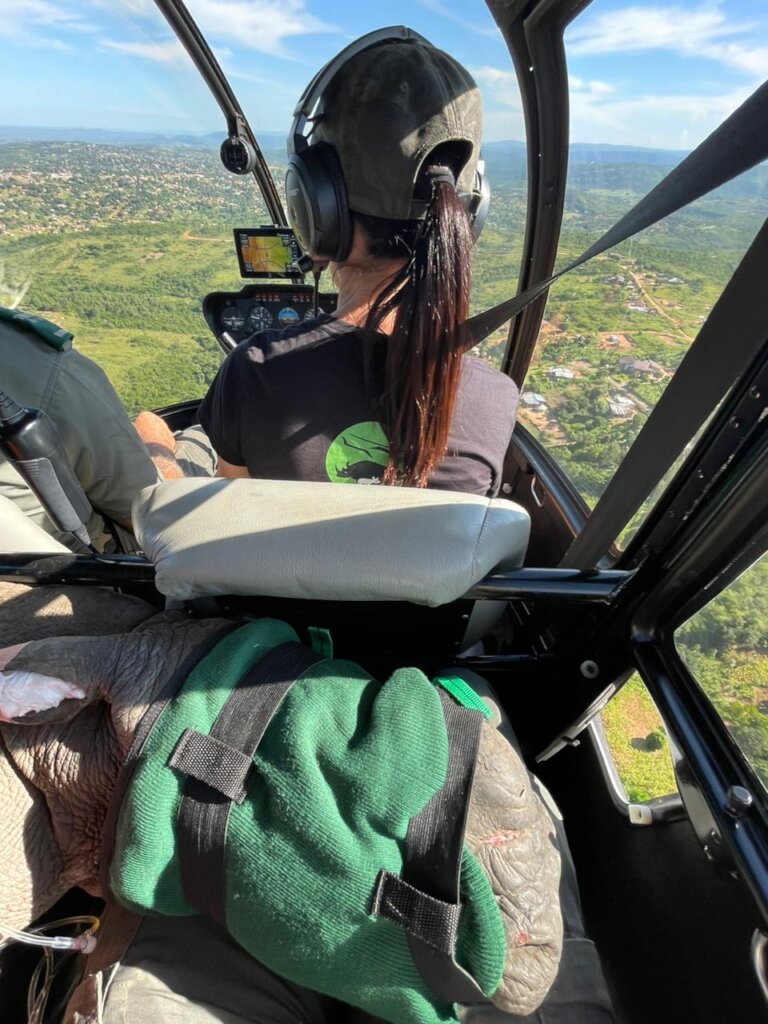 Urgent Care for a Severely Injured Rhino Calf