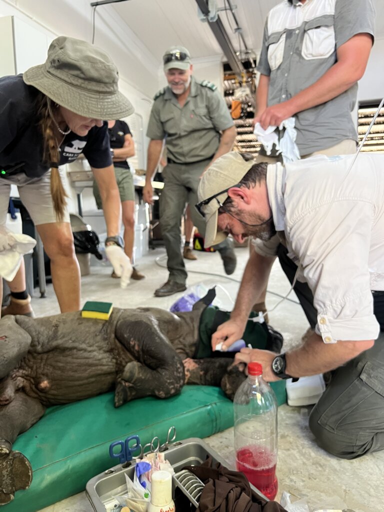 Urgent Care for a Severely Injured Rhino Calf