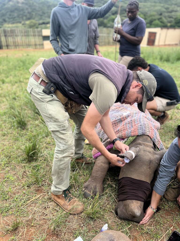 Critical Care Needed for 3 Rhino Orphans