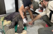 Urgent Care for a Severely Injured Rhino Calf