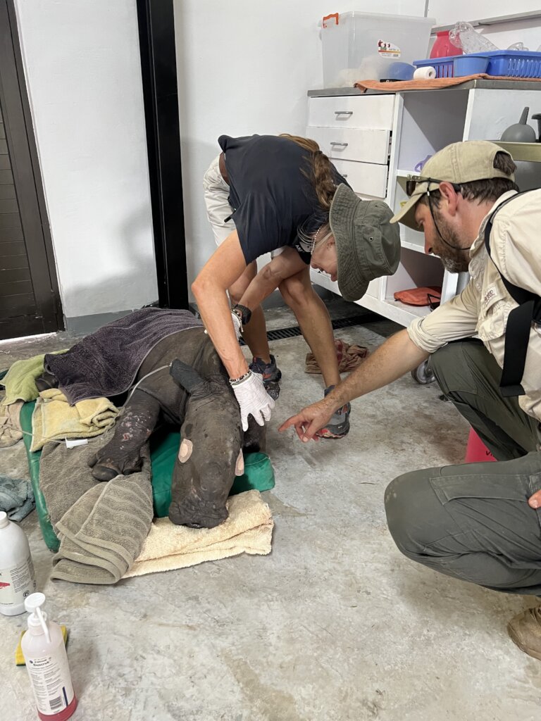 Urgent Care for a Severely Injured Rhino Calf