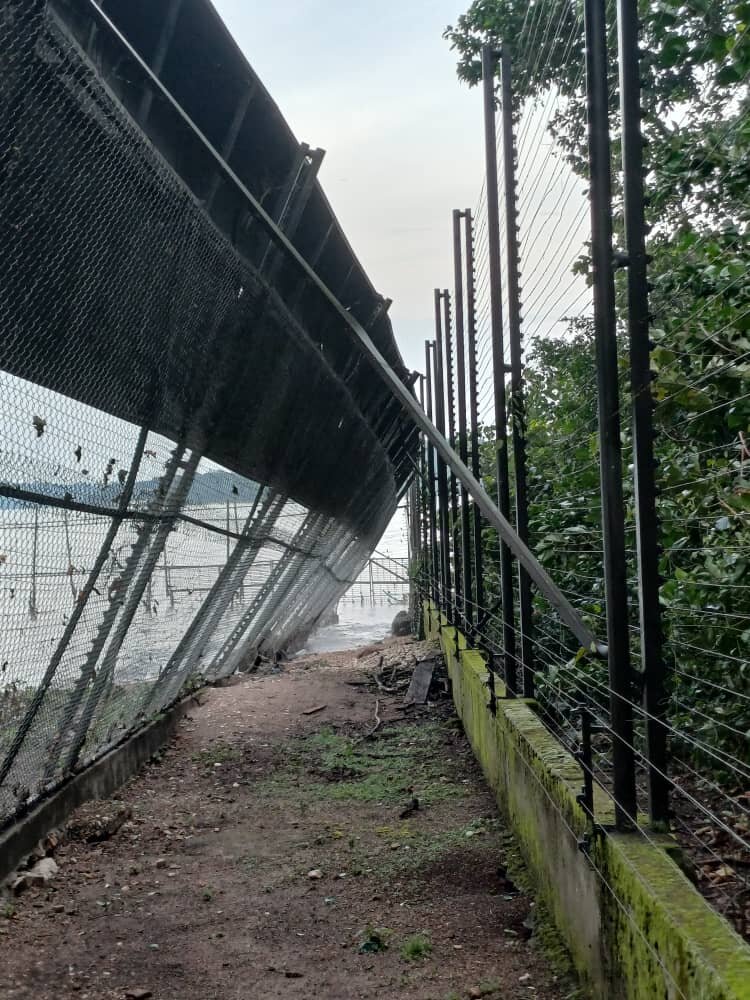 Emergency Repairs of the Chimpanzee Fence