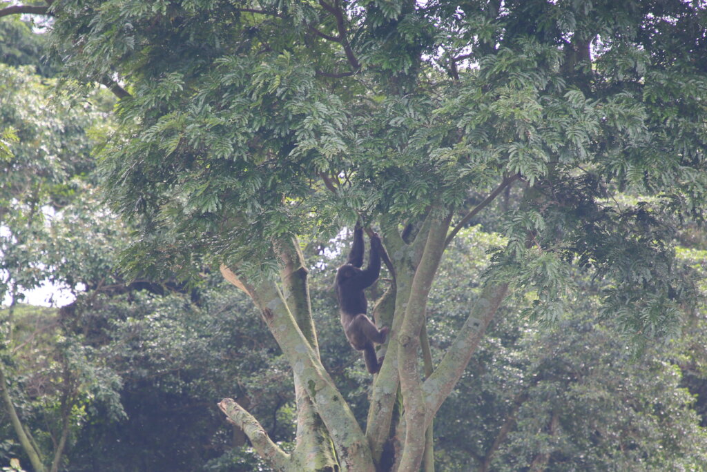 Emergency Repairs of the Chimpanzee Fence