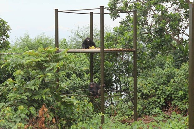Emergency Repairs of the Chimpanzee Fence