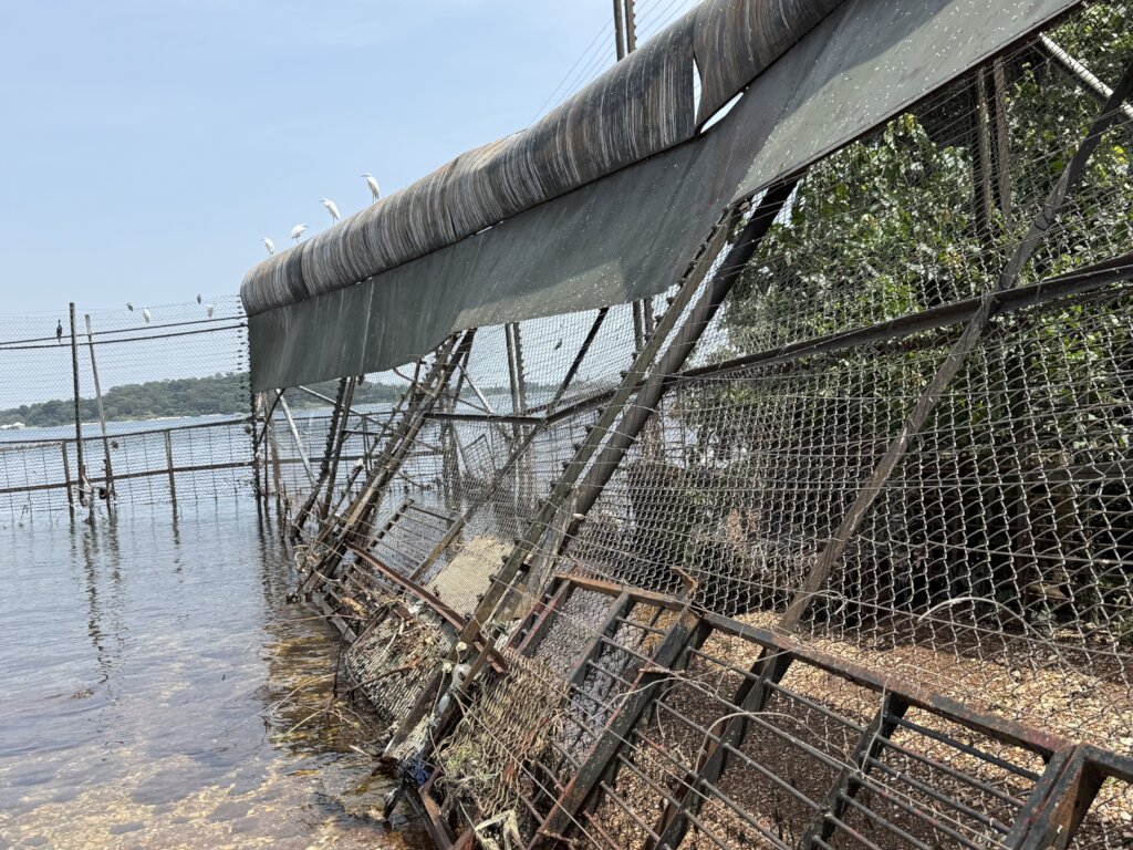 Emergency Repairs of the Chimpanzee Fence
