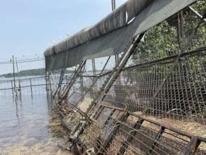 Emergency Repairs of the Chimpanzee Fence