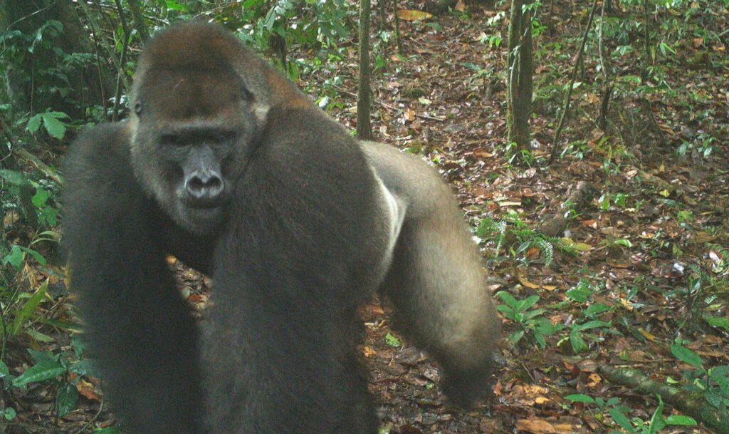 Protect the Last Cross River Gorillas of Nigeria