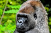 Protect the Last Cross River Gorillas of Nigeria