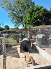 Manzini Shelter new kennels
