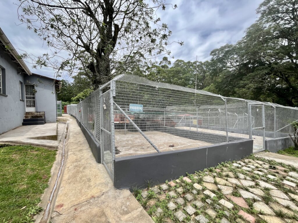 Essential Care for Shelter Dogs & Cats in Eswatini