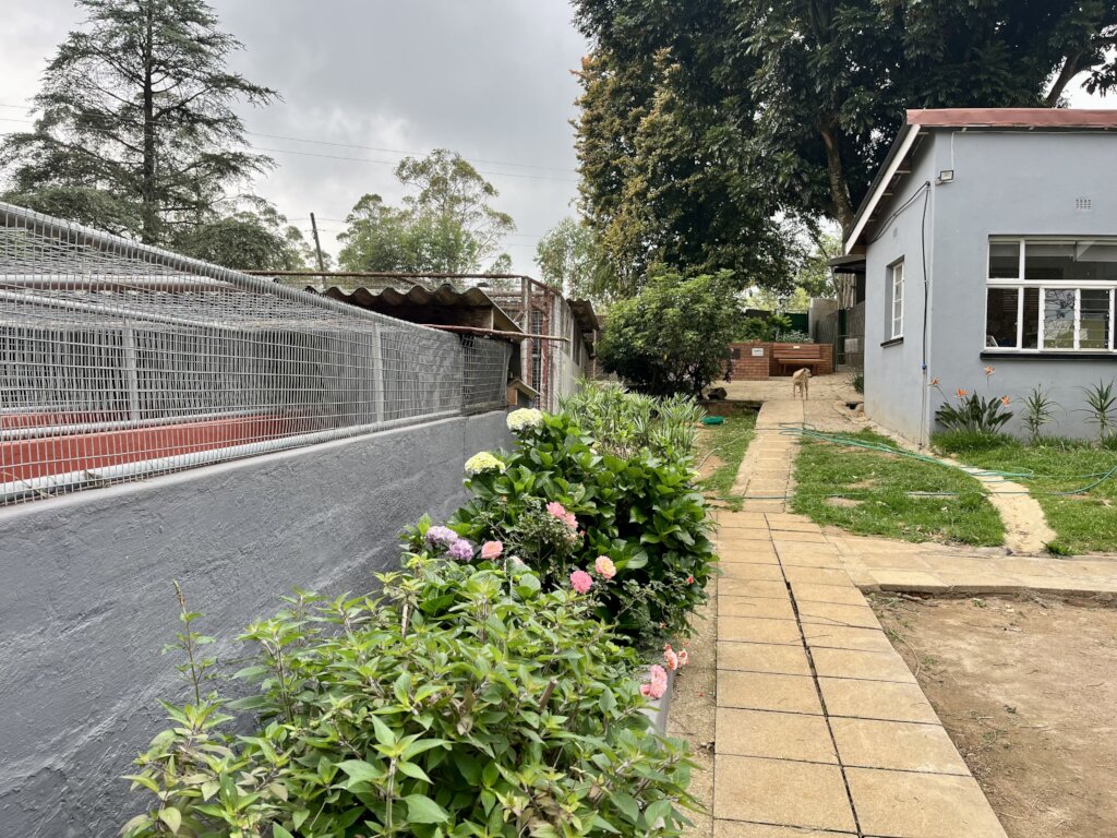 Essential Care for Shelter Dogs & Cats in Eswatini