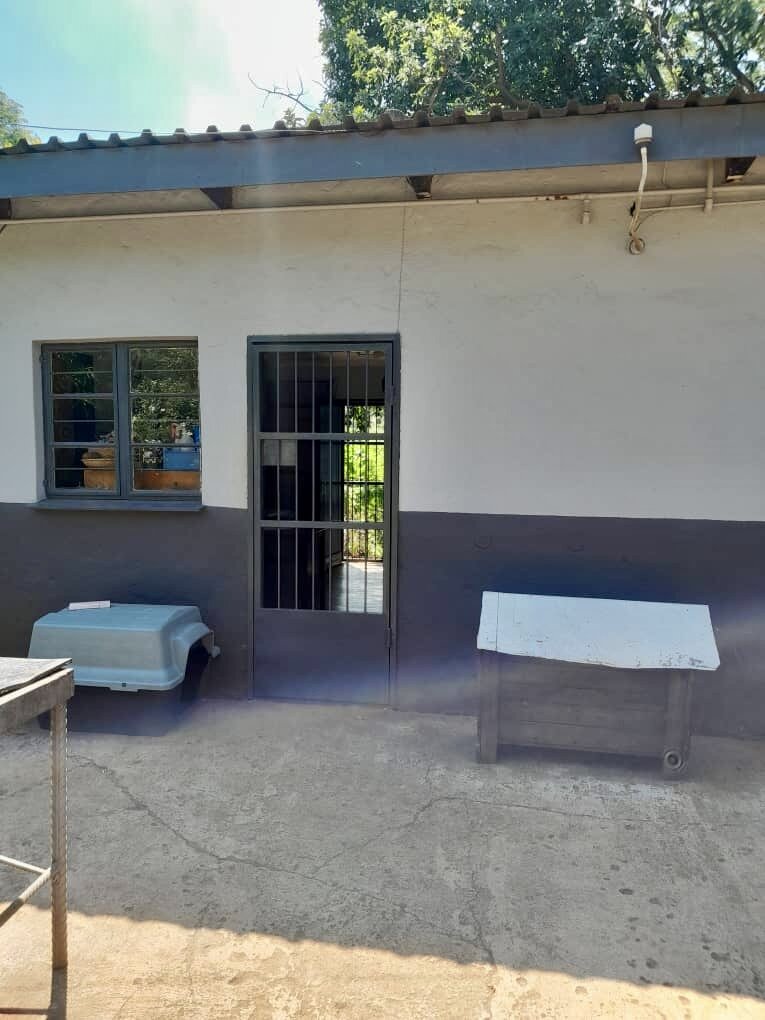 Essential Care for Shelter Dogs & Cats in Eswatini