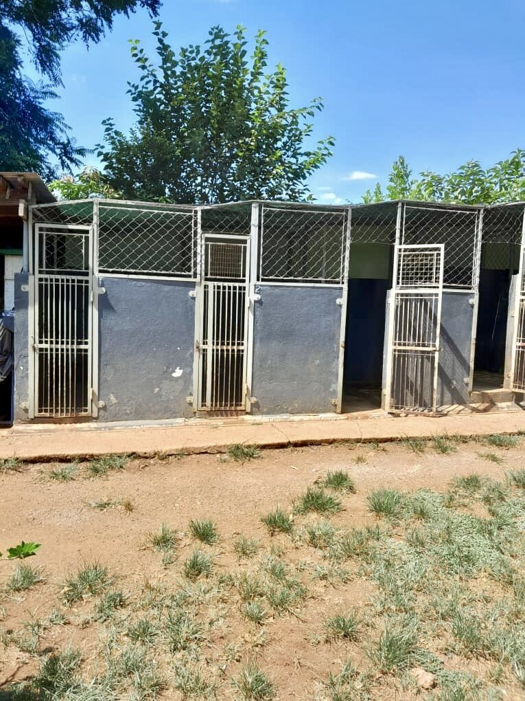 Essential Care for Shelter Dogs & Cats in Eswatini