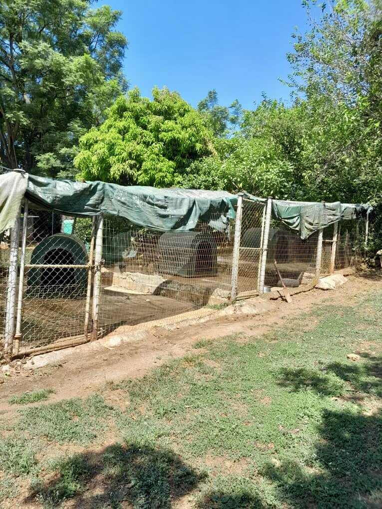 Essential Care for Shelter Dogs & Cats in Eswatini