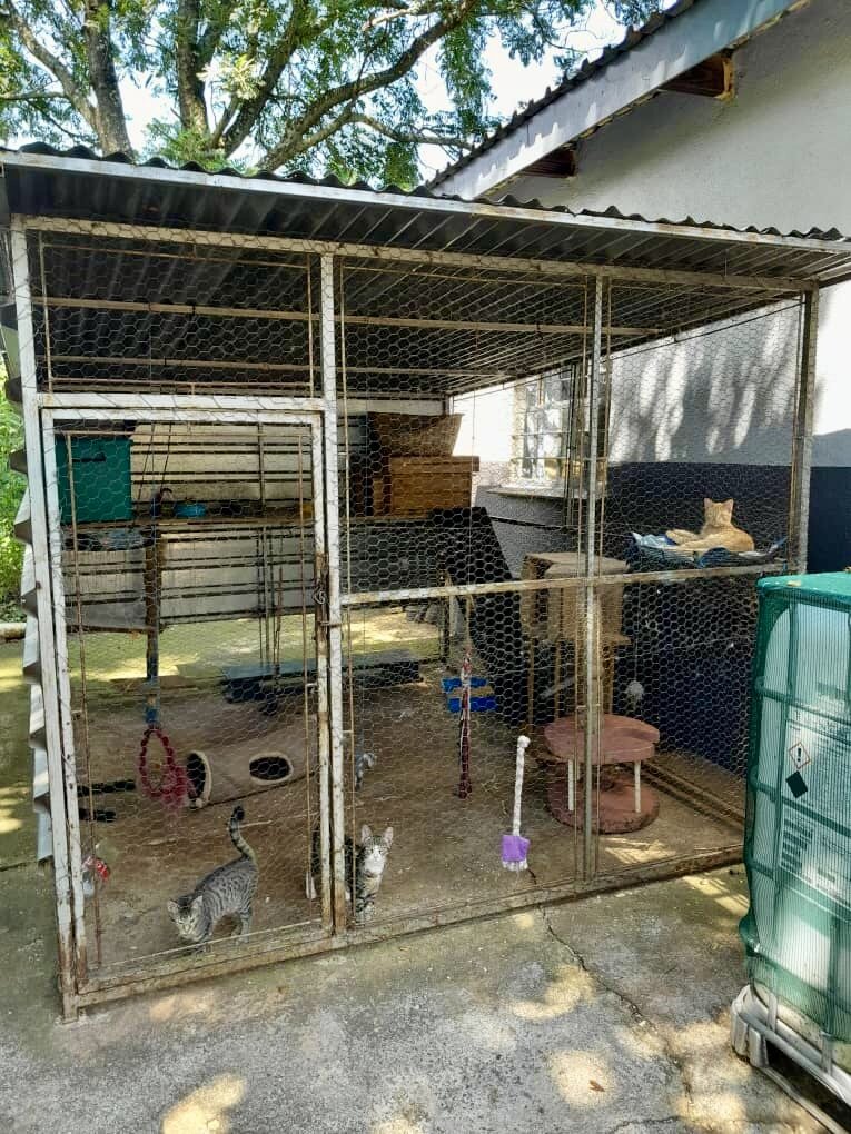 Essential Care for Shelter Dogs & Cats in Eswatini