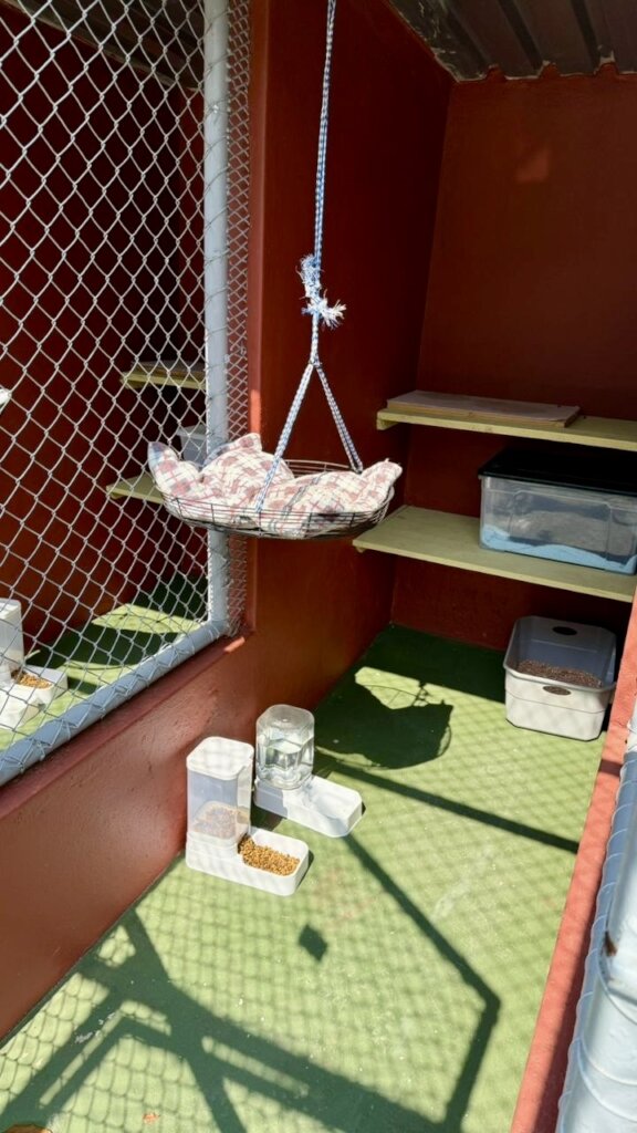 Essential Care for Shelter Dogs & Cats in Eswatini