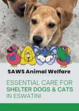 Essential Care for Shelter Dogs & Cats in Eswatini