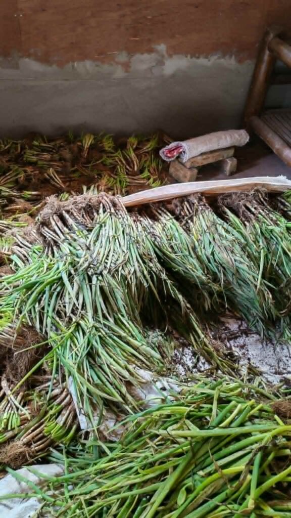 green onions