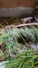 green onions