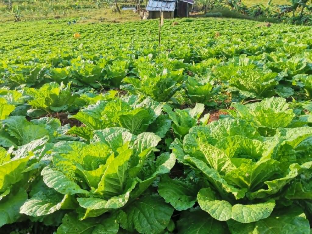 Chinese Cabbage