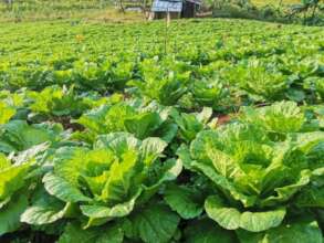 Chinese Cabbage