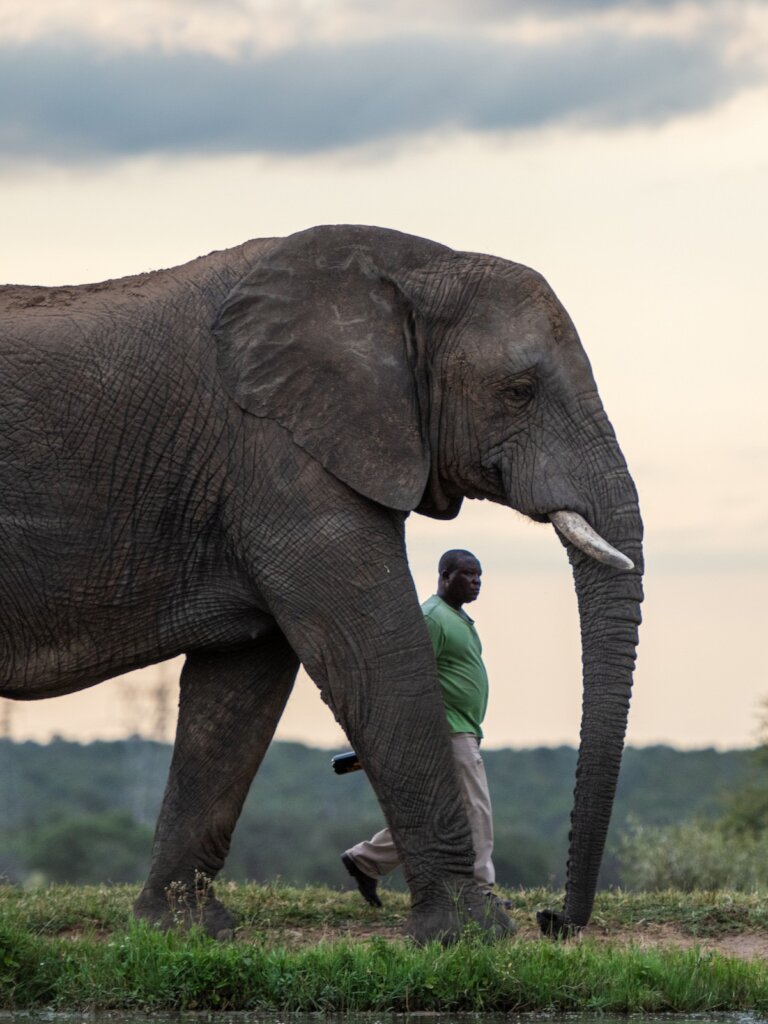 Jabulani walking with elephant caretaker