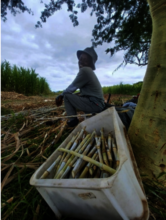 Removing weeds and replanting Bana grass fields