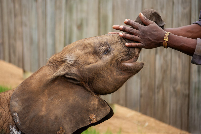 Orphaned elephants in South Africa need your help