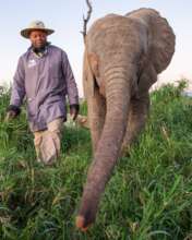 HERD elephant and carer