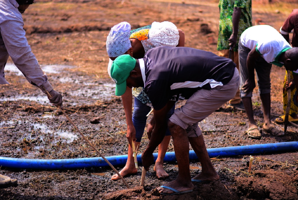 Plant 50,000 Trees to Fight Climate Change