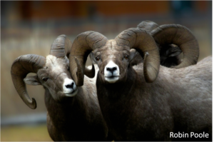 Bighorn Sheep