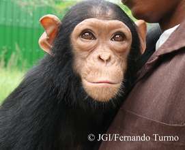 Motambo the chimpanzee