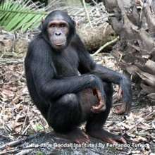 Kudia the Tchimpounga chimpanzee
