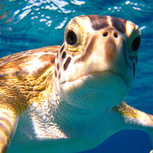 Sea Turtle in the Bahamas - Earthwatch Institute