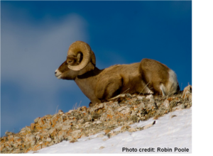 Sheep in Montana - National Wildlife Federation