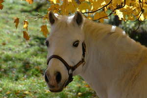 Tumbleweed the pony