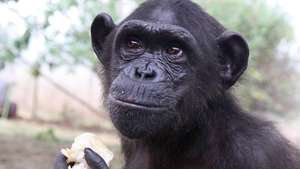 Wounda the chimpanzee - Jane Goodall Institute